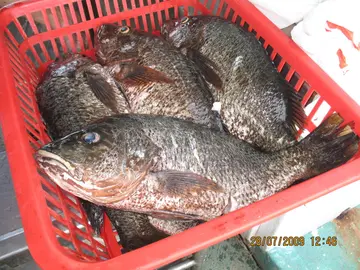 (5)未煮之大红鲉