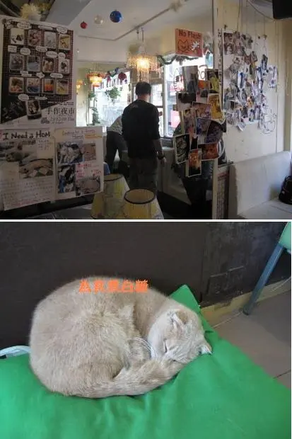 上:cafe角落  下:在我們桌子的沙發上睡得正甜的貓貓