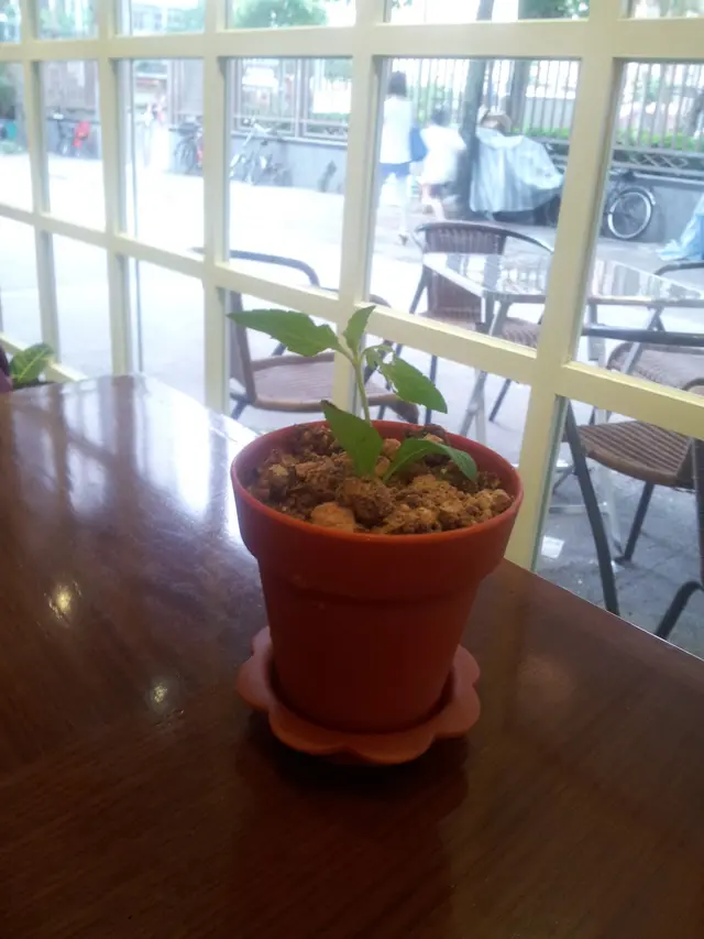 Tiramisu盆栽這位創造人