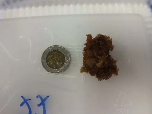 一粒如十蚊硬幣大嘅炸蠔，極度失望！