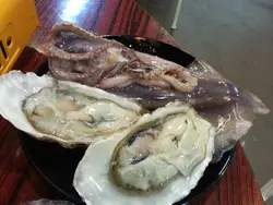 火箭大鱿鱼, 日本珍宝蚝