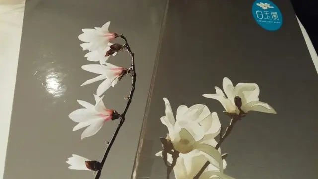 白玉兰