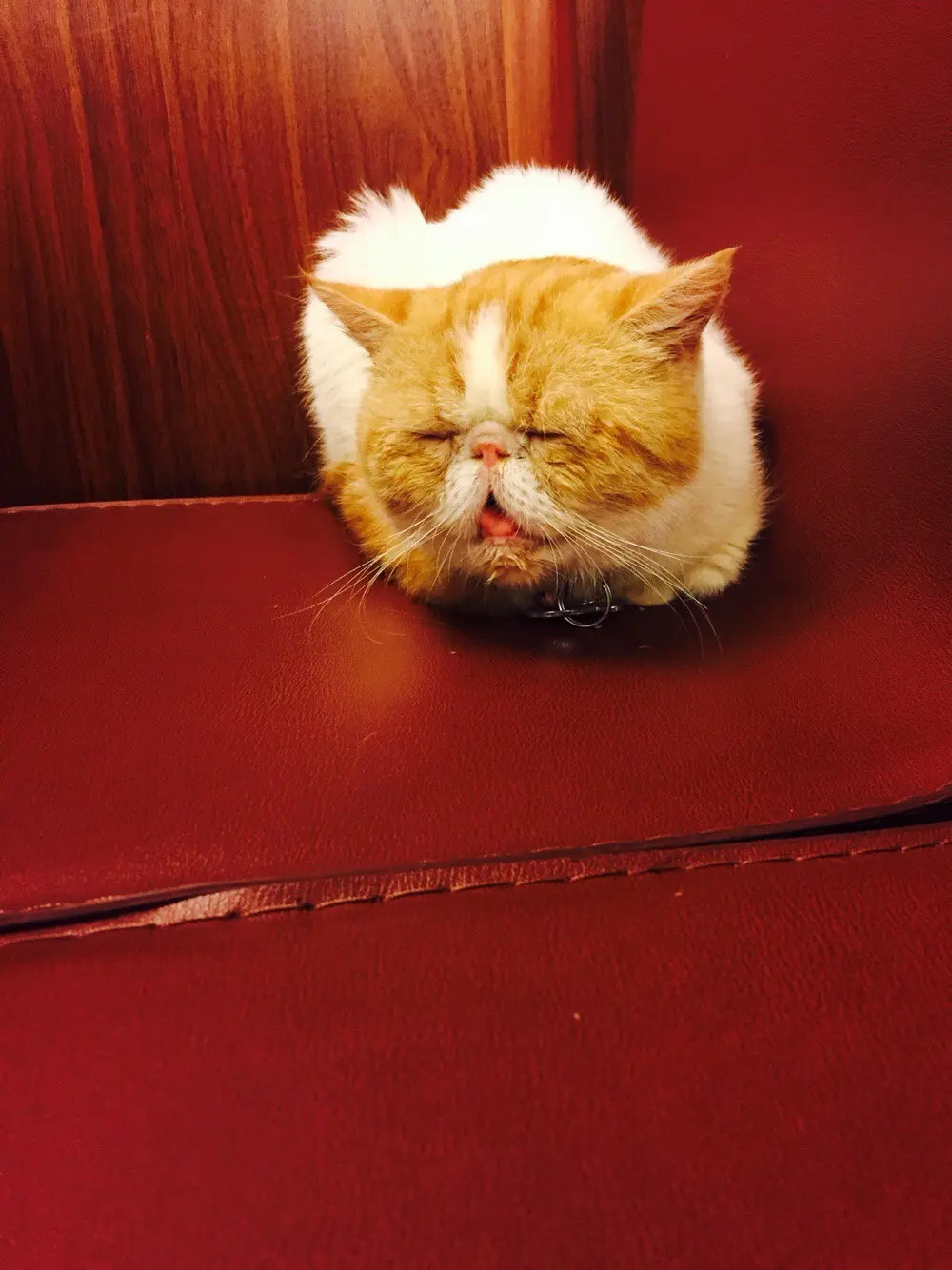 月巴妹妹给猫咪猫咪HOME的食评| OpenRice 香