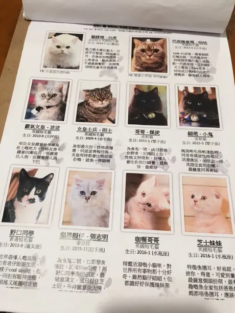 貓貓的履歷