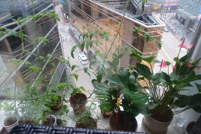 還有種植小盆栽增添生氣!