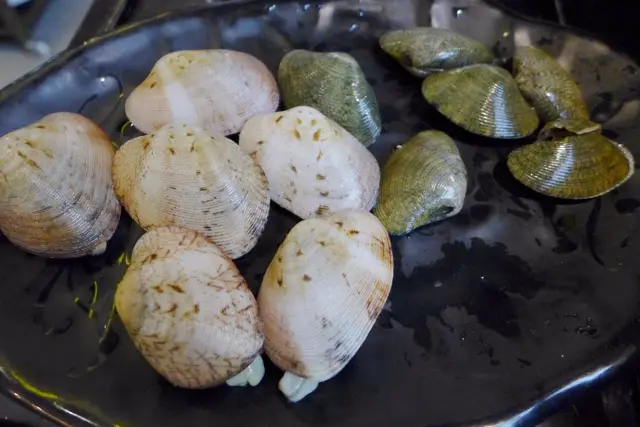 芒蜆和花蛤皇