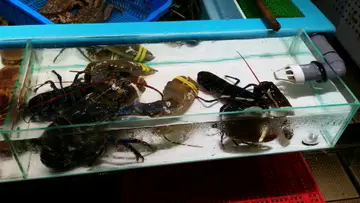 2斤多重藍龍