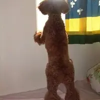 fatbb