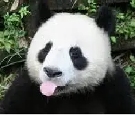 HKPanda