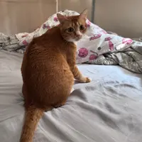 openrice_cat