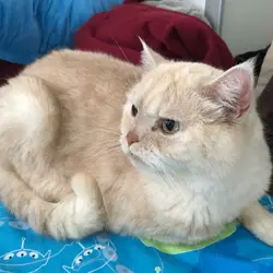babyanki