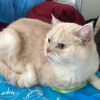 babyanki
