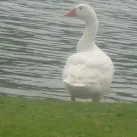 小傻