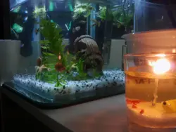 賀少