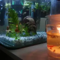 賀少