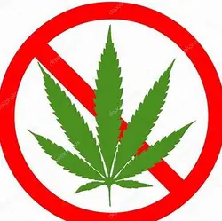 noleaf
