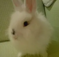 羊報