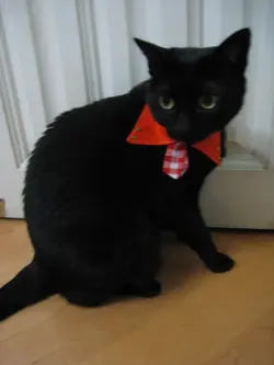 tommylwl