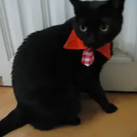 tommylwl