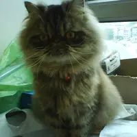 綠茶透