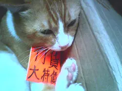 藍腳長老