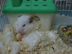 黑雨