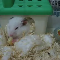 黑雨