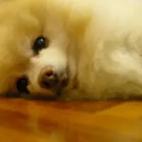 yinyin為食妹