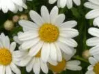 伊芙