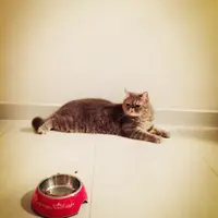 亞秋