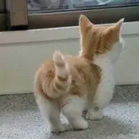 yankky