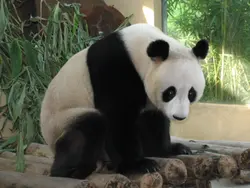 牛熊王子