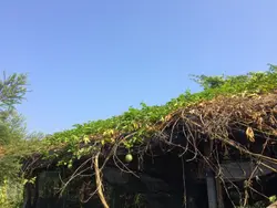 freestyle