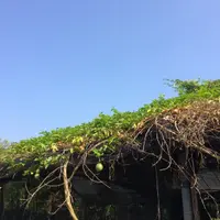 freestyle