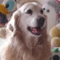 扁猪