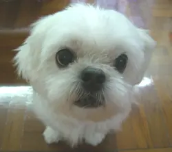 愚皎媽