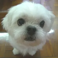 愚皎媽