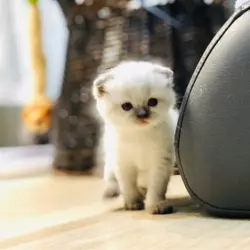 Baby-SUE