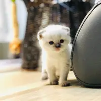 Baby-SUE