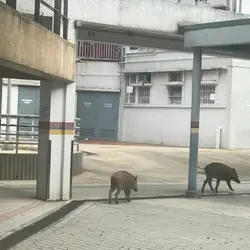 好想食好D