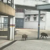 好想食好D