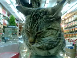 最愛甜甜