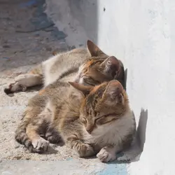 Kimchen