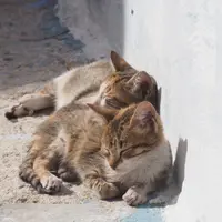 Kimchen