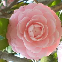 蝦米仔