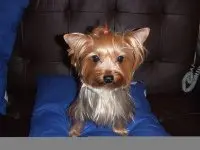 luiluitang