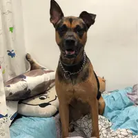 鍾珍