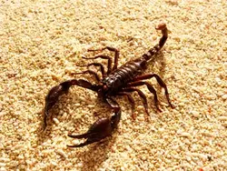 Scorpion J