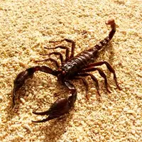 Scorpion J