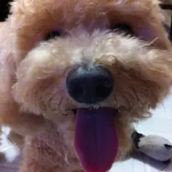 hellowae